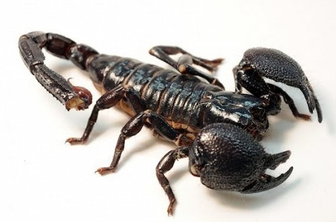 Bọ cạp có tên tiếng Anh là (Scorpion) thuộc lớp động vật hình nhện