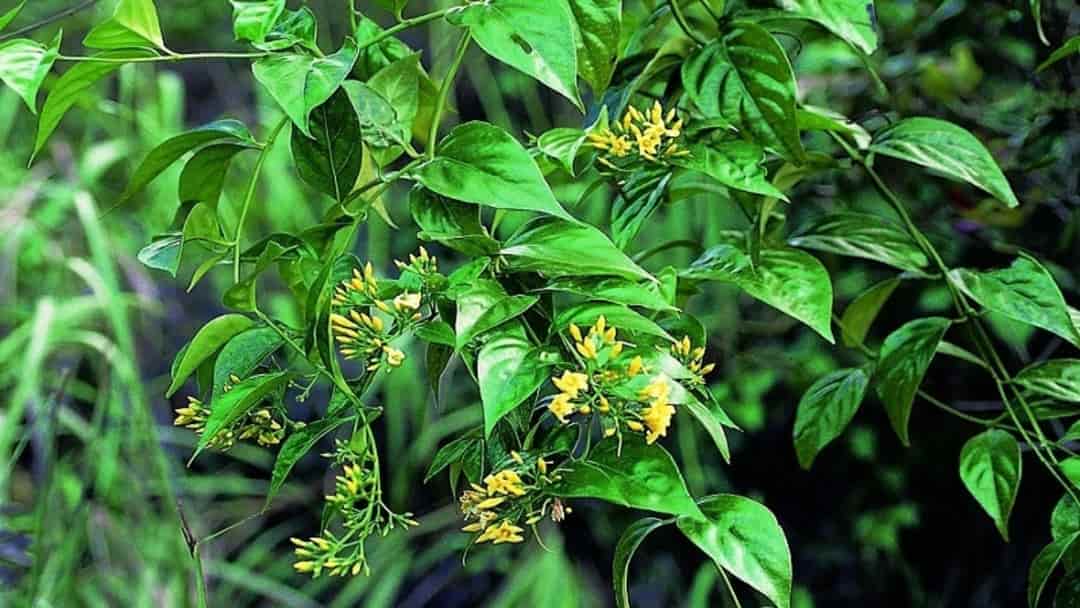 Lá ngón là loài cây khá phổ biến ở núi rừng phía Bắc Việt Nam