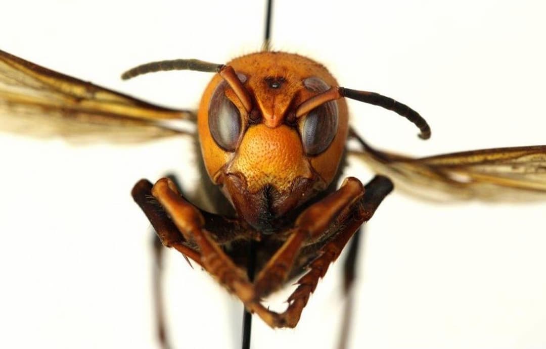 Ong bắp cày có bản tính dữ dằn và hiếu chiến
