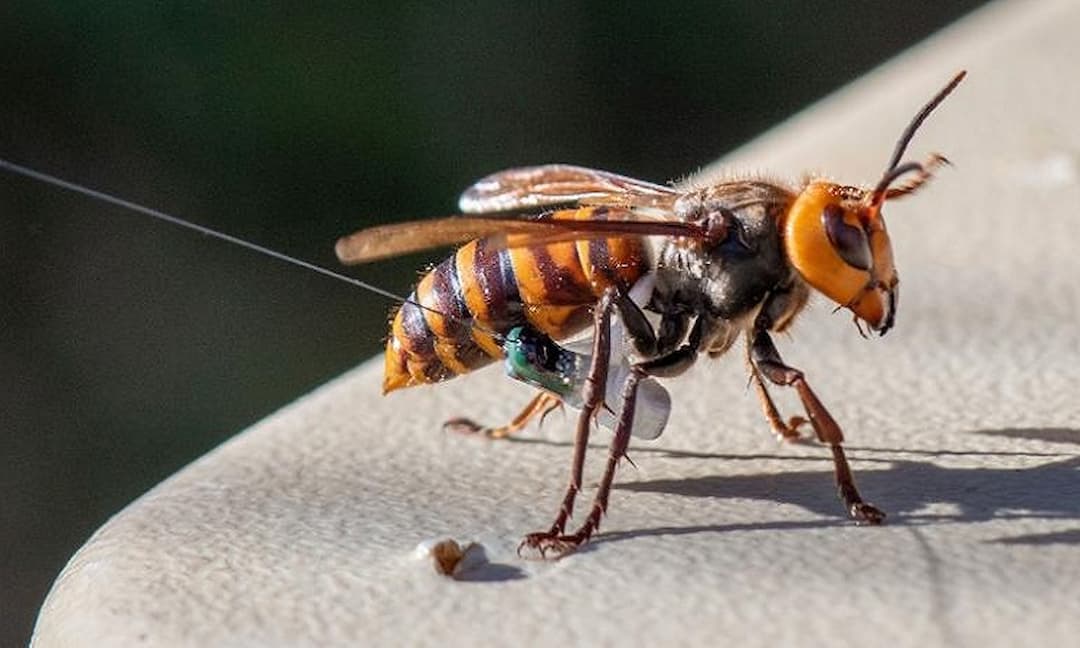 Ong bắp cày thường giết khoảng 50 người mỗi năm 