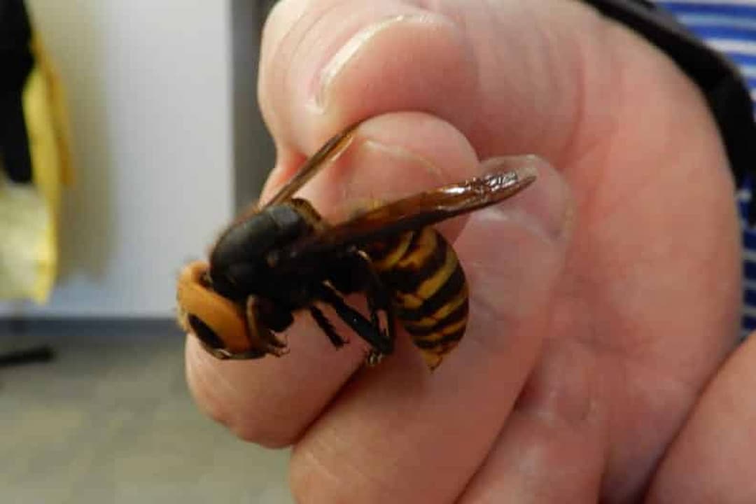 Đuổi ong khi chúng vào nhà bằng nhiều cách khác nhau hữu ích 