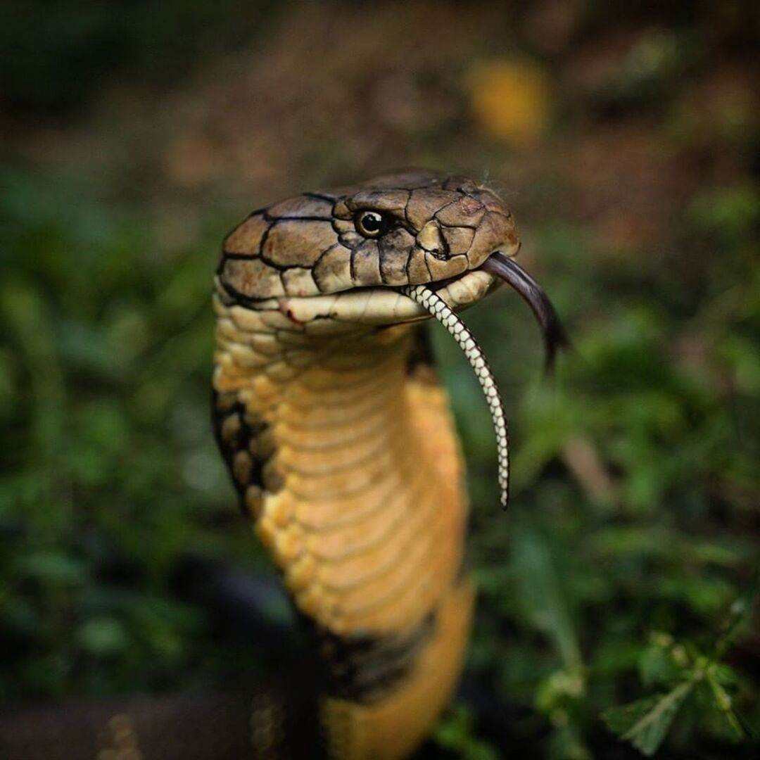 Nguồn gốc của rắn hổ mang chúa là ở tiểu lục địa Ấn Độ
