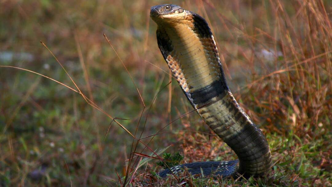 Khu vực sinh sống của rắn hổ chúa ở những vùng nào?