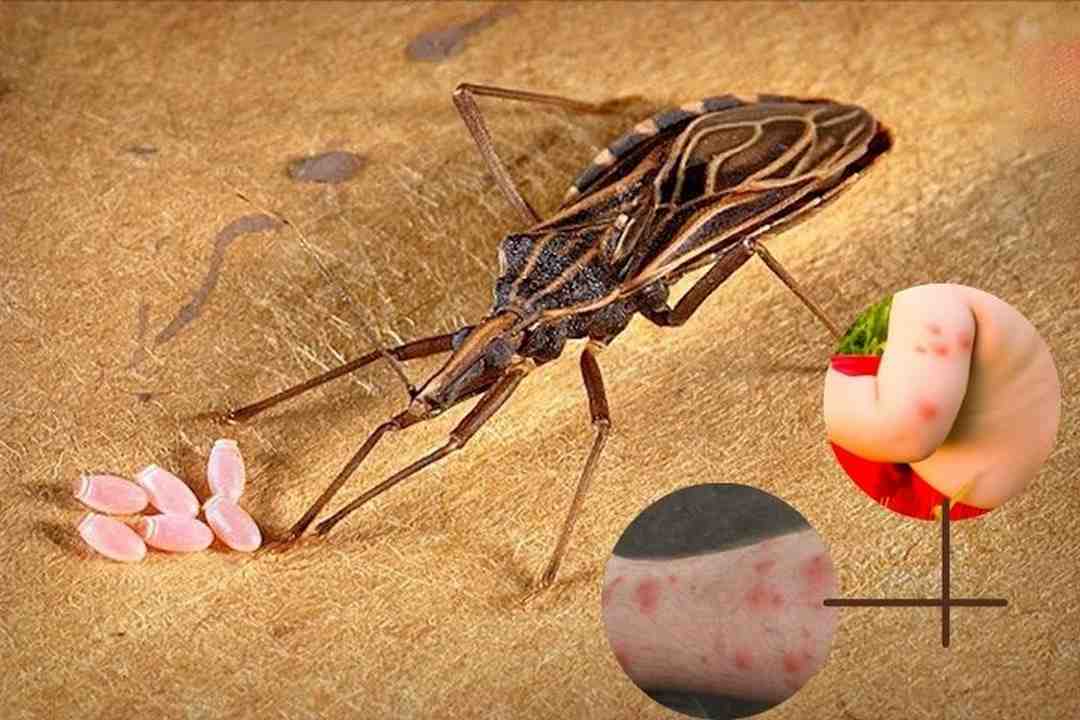 Loài bọ xít sống bằng máu của những động vật khác