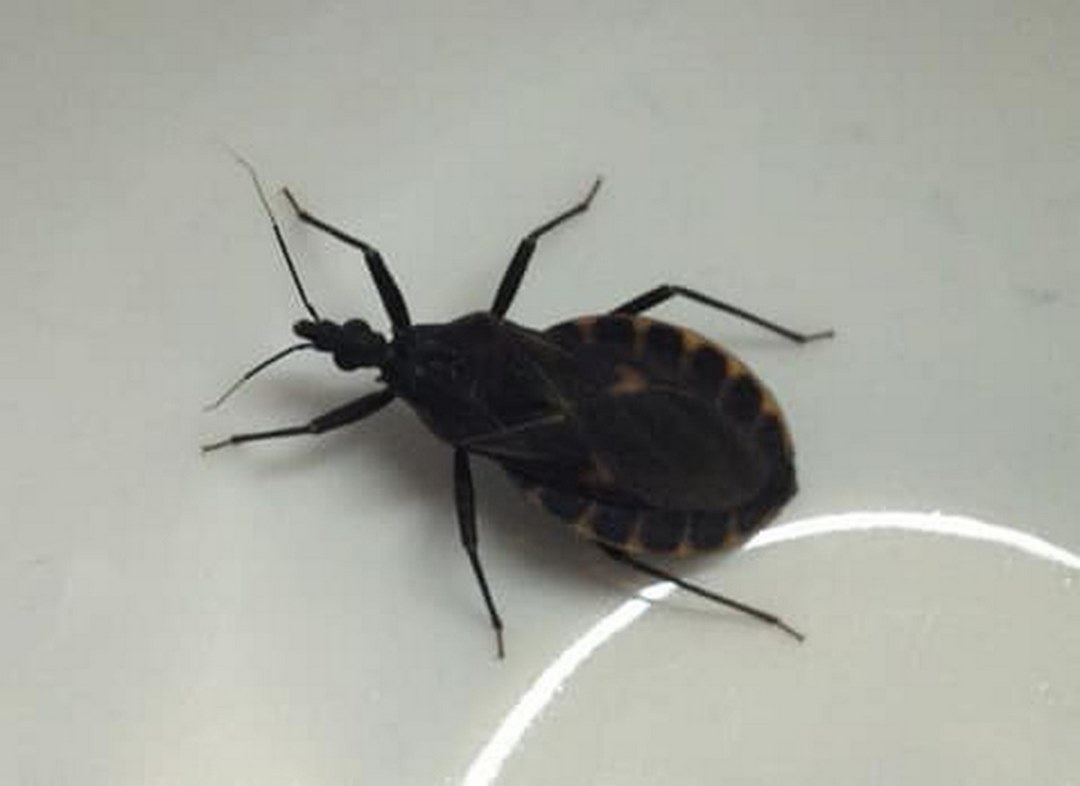 Vết cắn của bọ xít này có thể gây bệnh Chagas