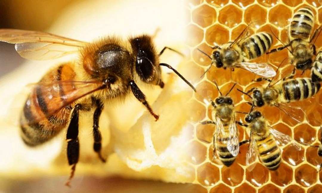 Ong mật là một loài côn trùng có tổ chức xã hội cao