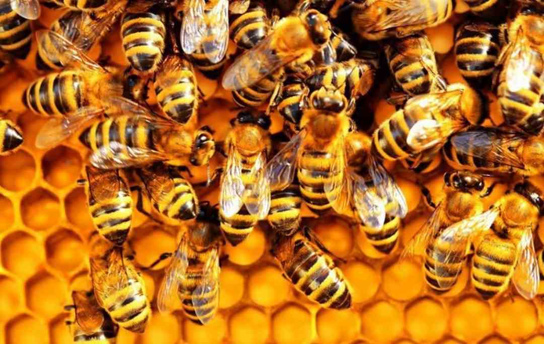 Kích thước lớn giúp ong mật có thể bay xa để kiếm mật