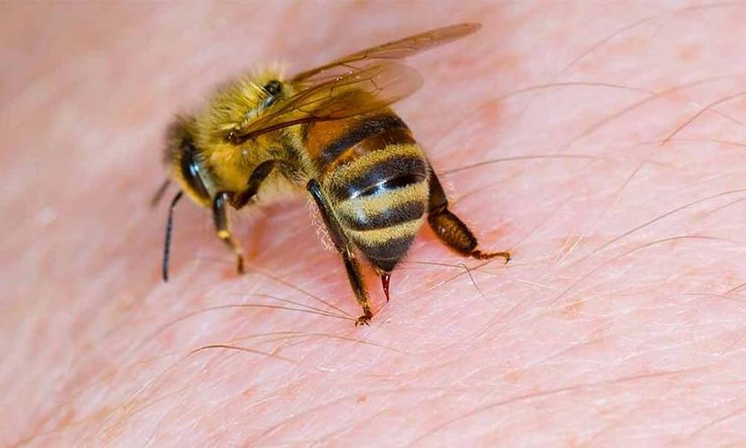 Vị trí đặt tổ nuôi ong mật là cực kỳ quan trọng