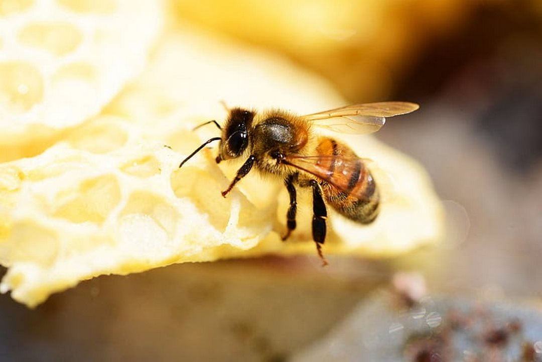 Ong mật thường kiếm ăn bằng cách đi đến những nơi có hoa