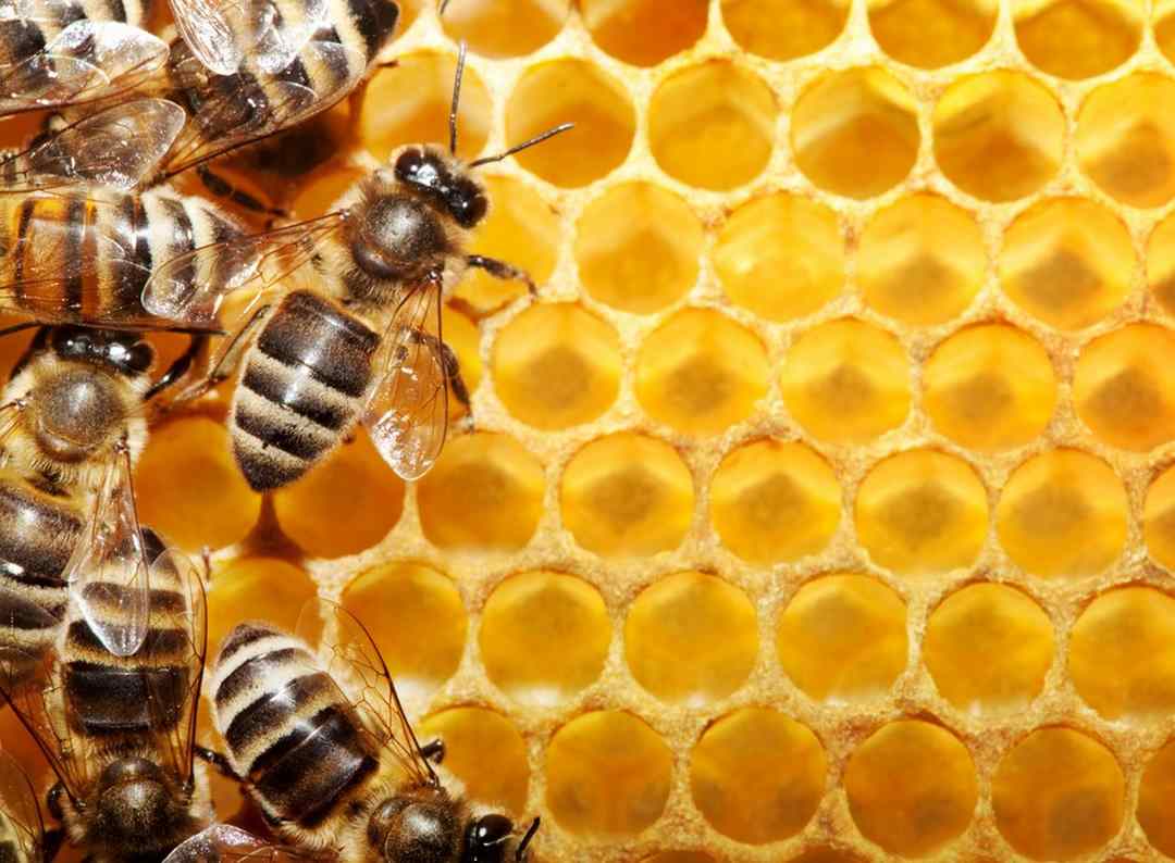 Ong mật thường làm tổ quanh nhà và gây ra nhiều phiền toái