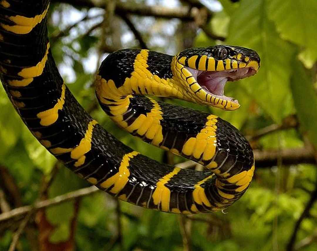 Độc của loài rắn này rất mạnh