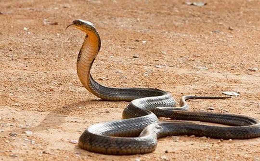 Tuổi thọ trung bình của rắn hổ mang chúa hoang dã là khoảng 20 năm.