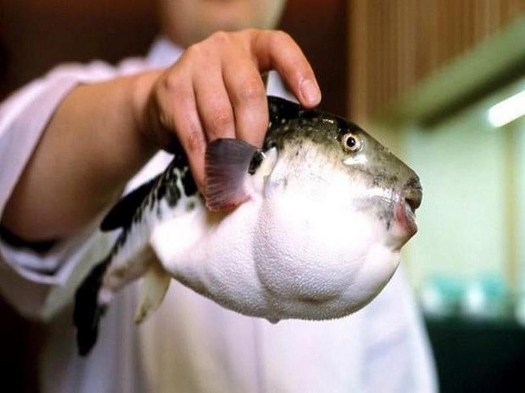Cá nóc độc có độc trong nội tạng, da, cơ bụng, túi tinh, trứng cá