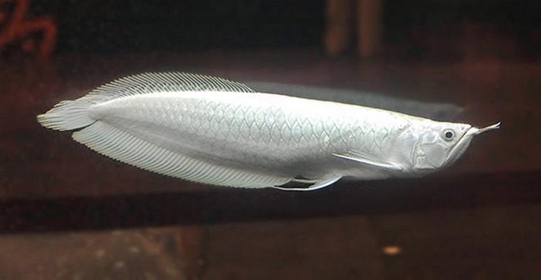 Cá rồng Bạch Kim