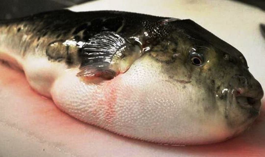Nguyên nhân gây ngộ độc cá nóc chính là do độc chất tetrodotoxin ở trong cá nóc