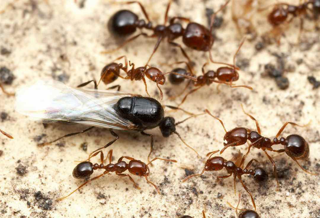 Kiến chúa của loài kiến quân đội có phần ngực nhỏ hơn