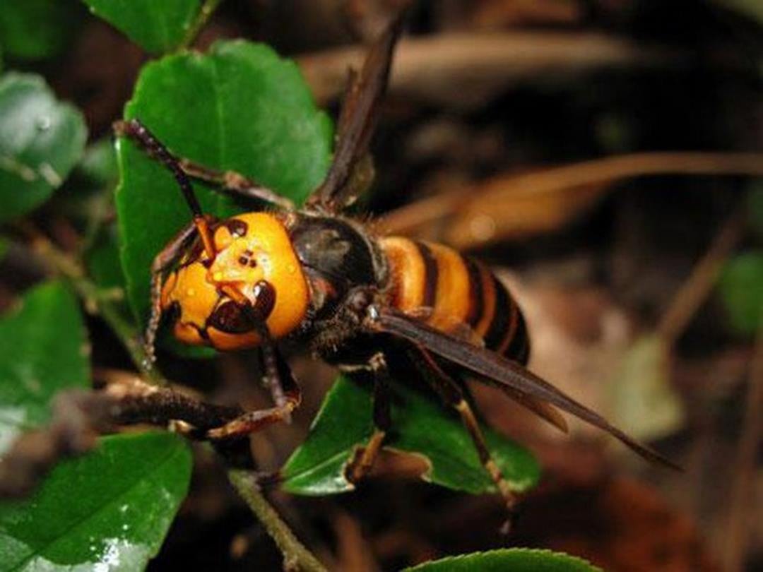 Ong bắp cày khổng lồ châu Á có chiều dài lên đến gần 5cm