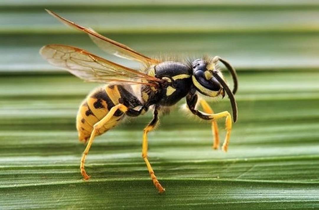 Thực hư ong bắp cày giết người?