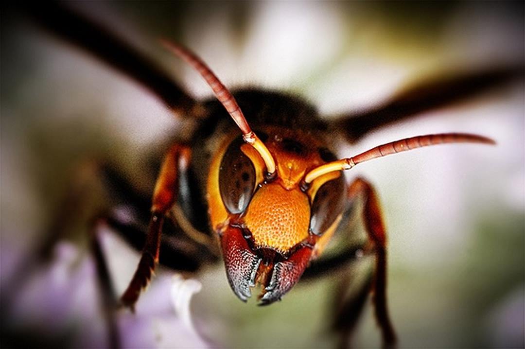 Ong bắp cày truyền tin cho nhau như thế nào?