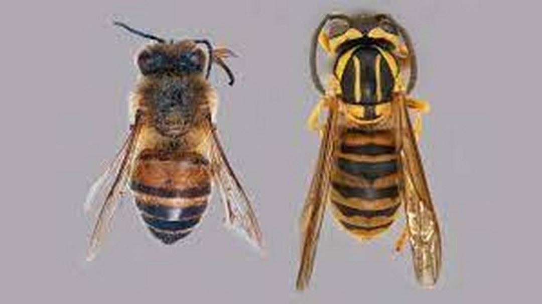 Ong bắp cày giấy, ong sừng và ong vò vẽ