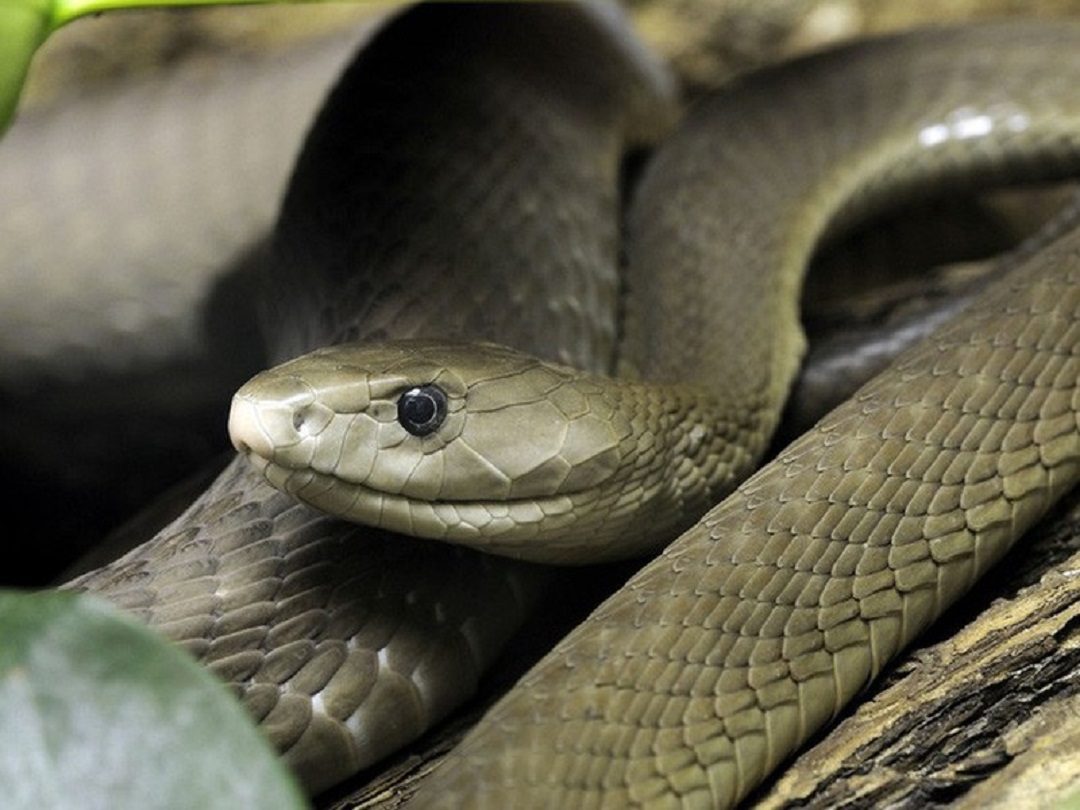 Cách phân biệt giữa các loài rắn Mamba