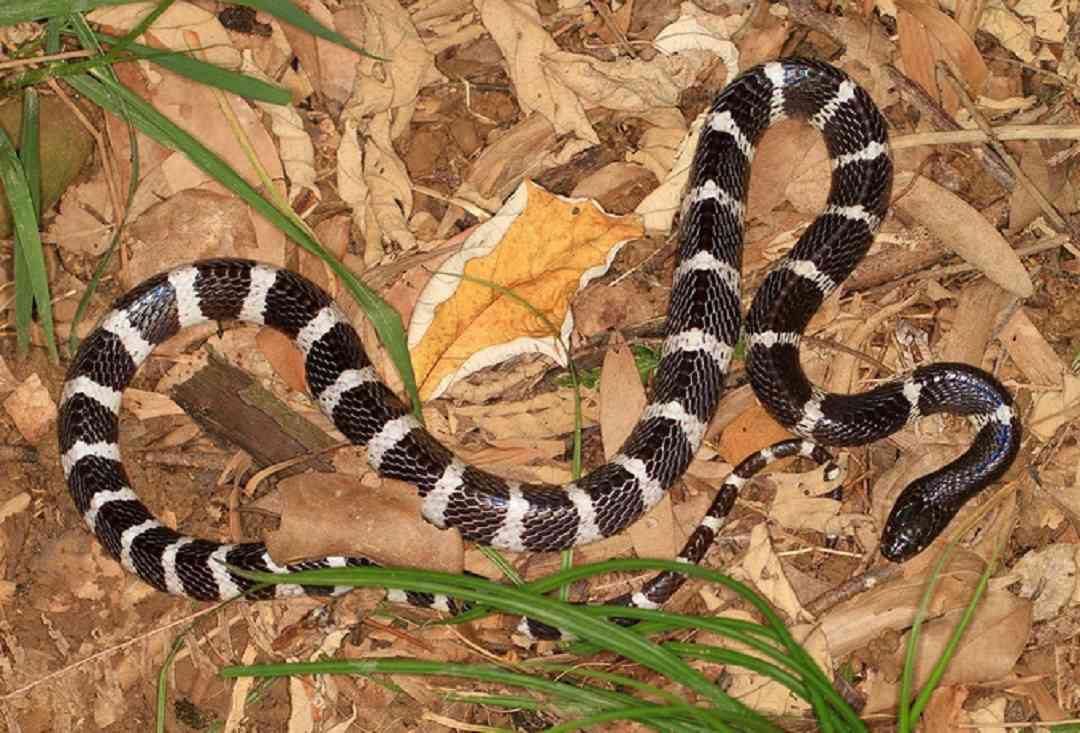 Giới thiệu về Rắn Cạp Nong: Đâu là nguồn gốc của loài rắn này?