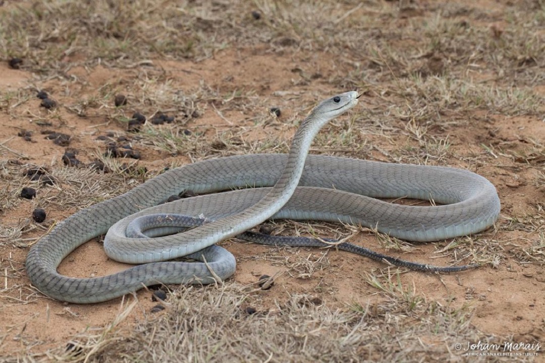 So sánh tốc độ chạy của rắn Mamba với các loài rắn khác
