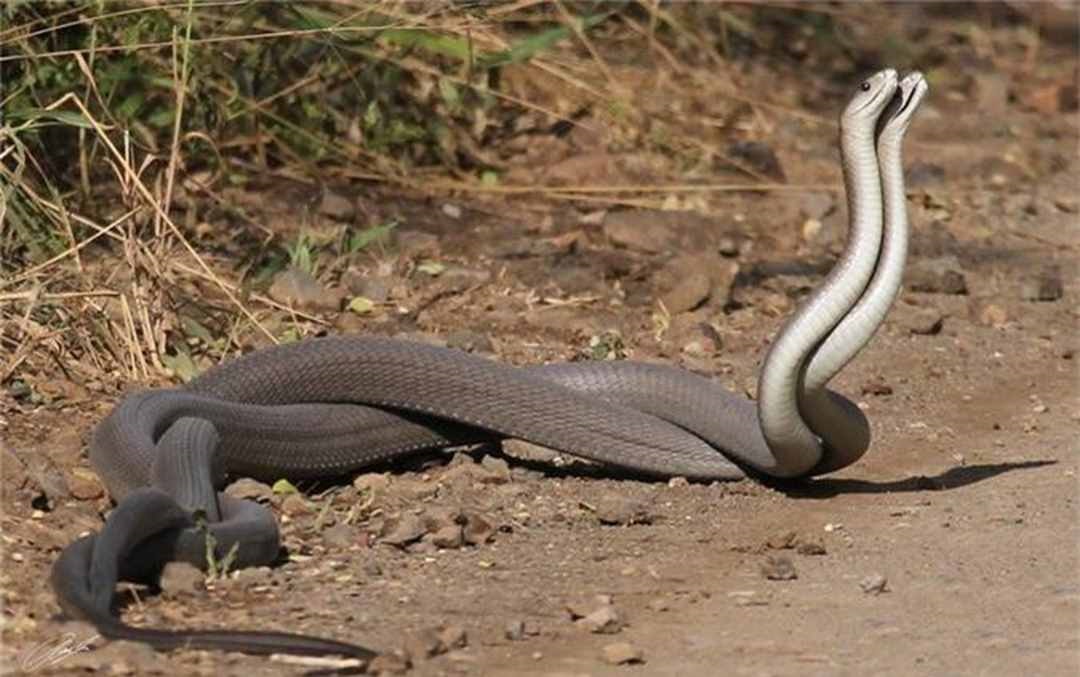 Tốc độ chạy của rắn Mamba: tổng quan