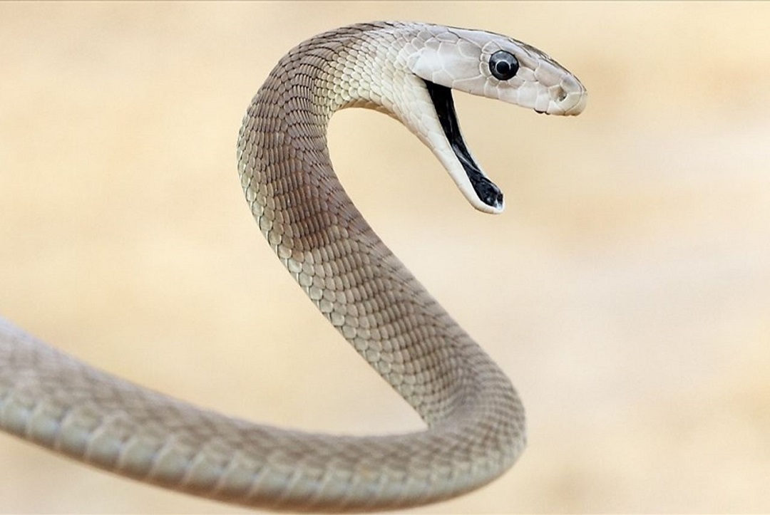 Các yếu tố ảnh hưởng đến tốc độ chạy của rắn Mamba