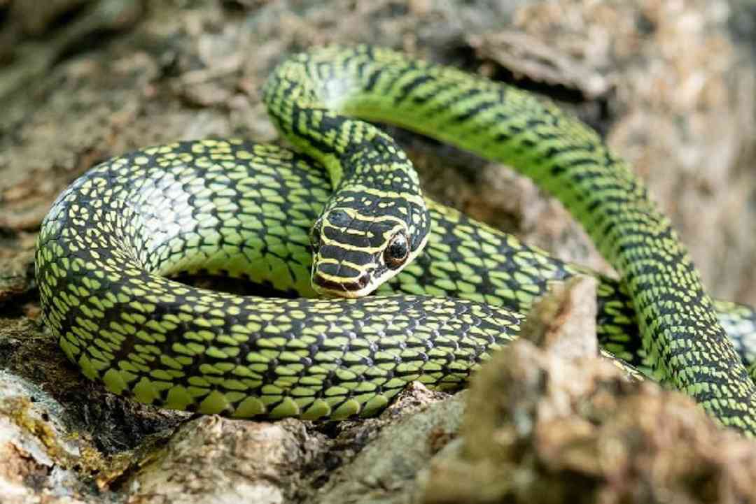 Giới thiệu về các loài rắn lục phổ biến nhất trên thế giới