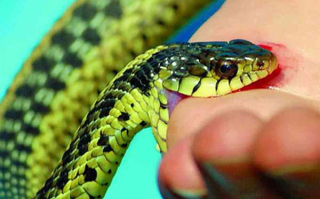 Những nguy cơ mà các loài rắn lục gây ra cho con người