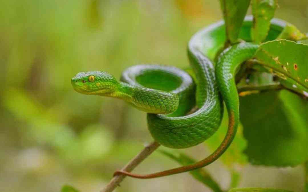Phân loại các loài rắn lục theo đặc điểm sinh học.