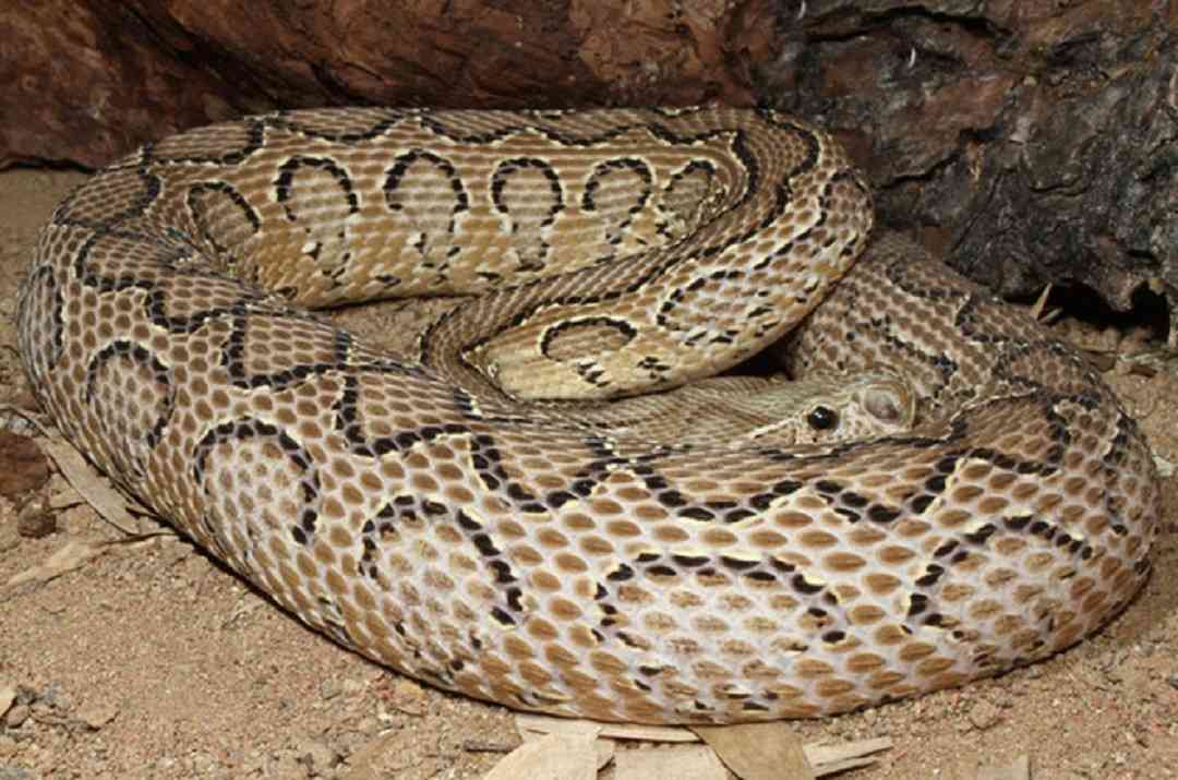 Nguy cơ tuyệt chủng của loài rắn Hổ Bướm