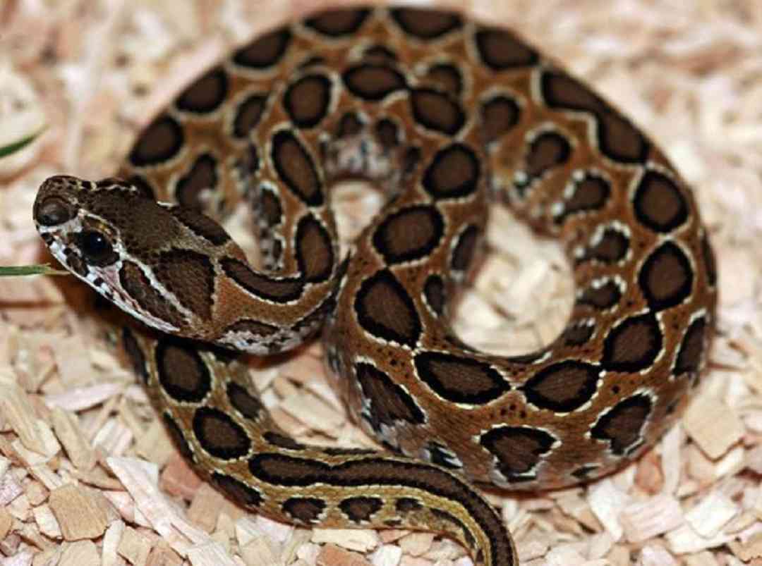 Đặc điểm ngoại hình của loài rắn Hổ Bướm