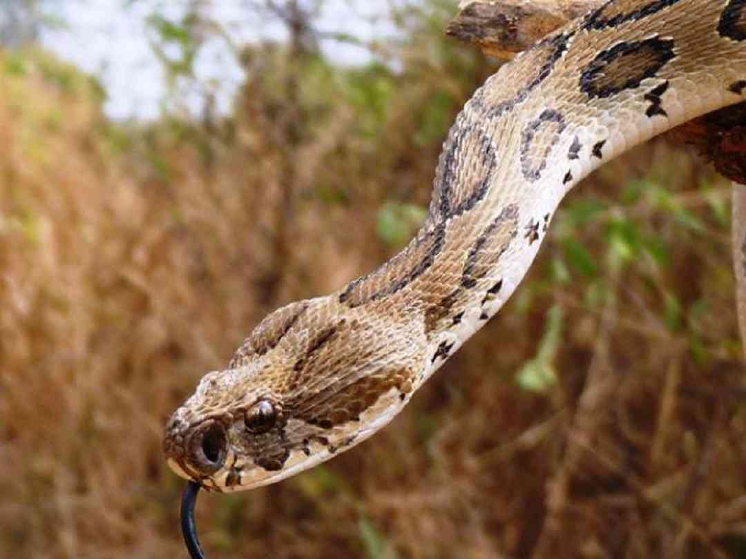 Các thói quen sinh sản của loài rắn Hổ Bướm
