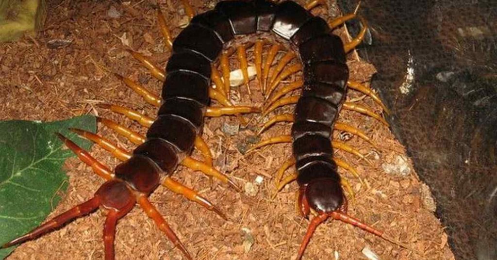 Con rết là gì? Khi bị rết cắn cần làm gì để an toàn nhất?